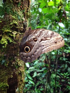 Amazon moth ©Mona Helen Preuss