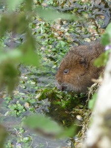 Water animal