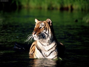 Tiger in water