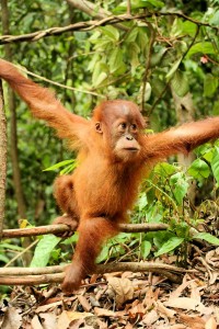 orang_utan