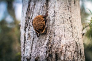 Animal and tree