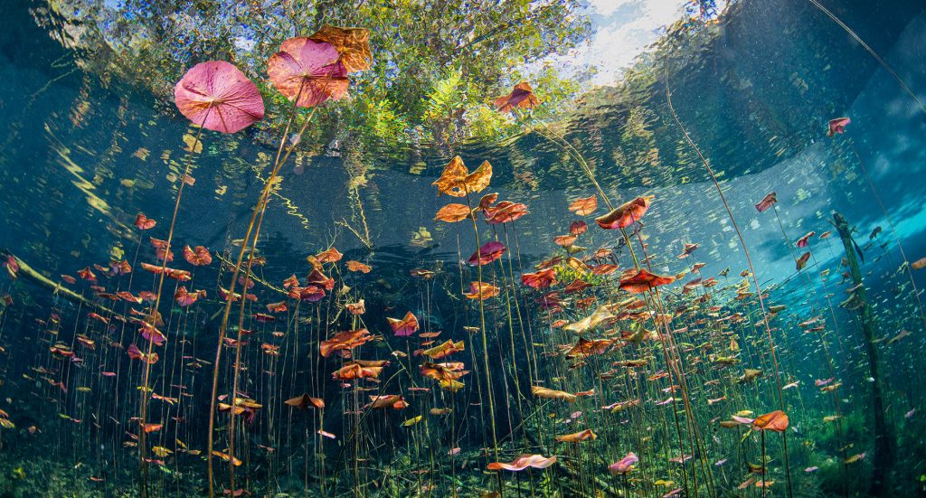 Talia Greis’ image “Underwater Garden” won the Landscape award