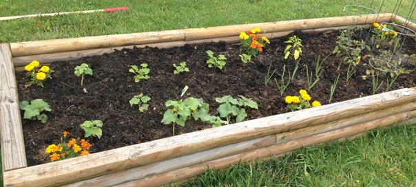 Garden Bed