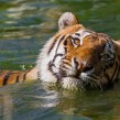 Swimming Amir Tiger