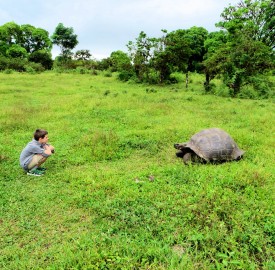 Galapados