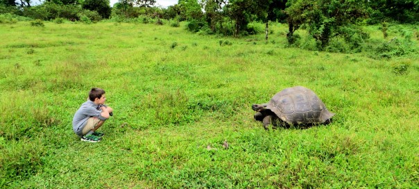 Galapados