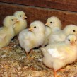 Chicks Cornish_Rock_broiler_chicks