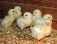 Chicks Cornish_Rock_broiler_chicks