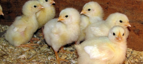 Chicks Cornish_Rock_broiler_chicks