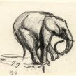 Fred Williams, Elephant 1953 Conté crayon 25.2 x 31.8 cm (sheet)